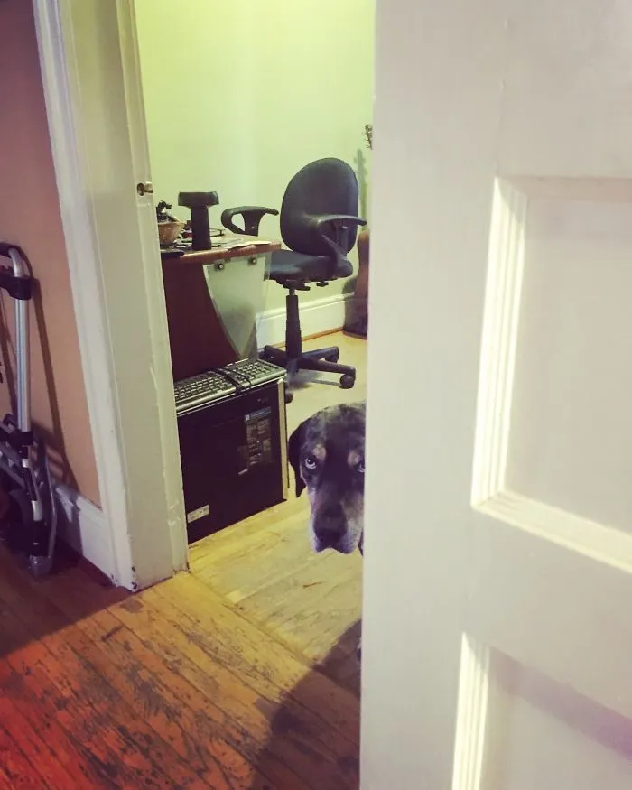 I Take Photos Of My Dog Stalking Me