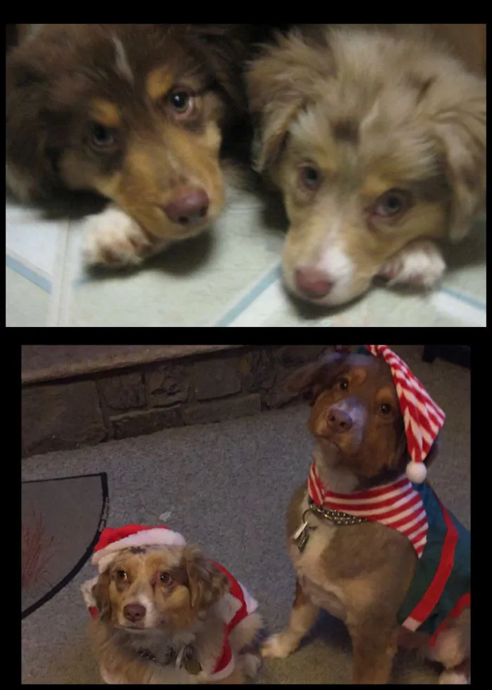 Puppies From The Same Litter Together Forever, Piper And Cubby