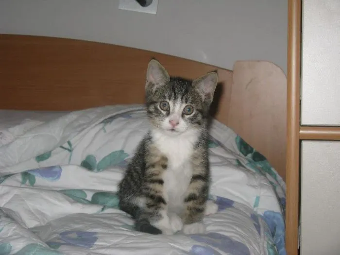The Story Of My Cat's Death.
