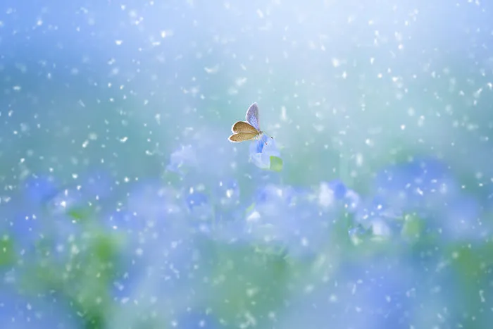 The Colourful Macro World Of Tiny Creatures That I Capture In Indonesia