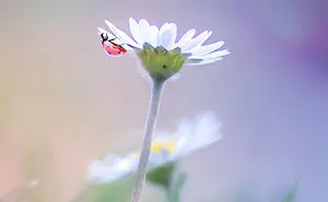 The Magical Macro World Of Tiny Creatures That I Capture In Indonesia