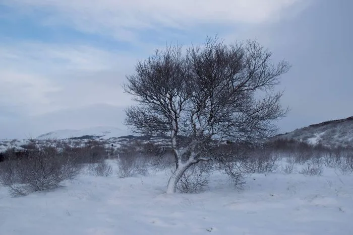 104 Reasons Why Lapland Is The Most Magical Place To Celebrate Christmas