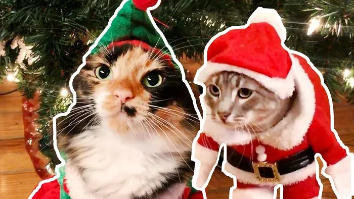I Dressed My Cats As Santa Claws And His Elves And They Didn't Hate It!