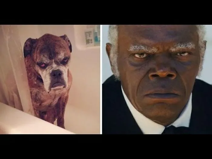 Animals That Totally Look Like Celebrities