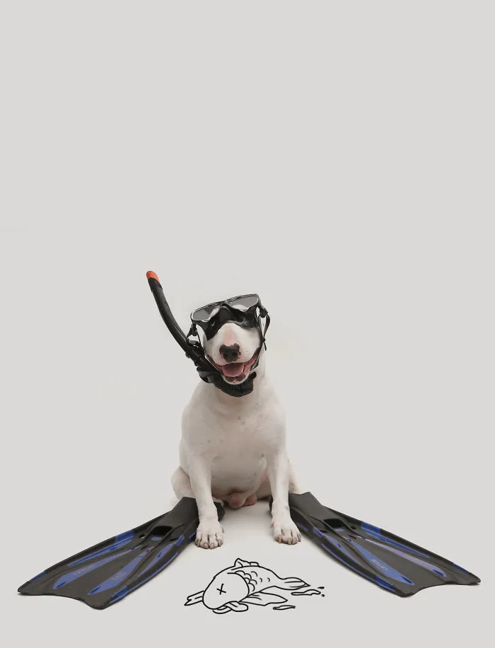 How A Bull Terrier Won A Webby Award (the Oscars Of The Internet)