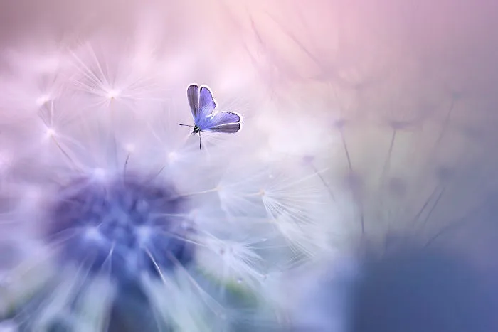 The Colourful Macro World Of Tiny Creatures That I Capture In Indonesia