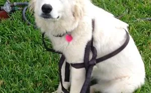 Lgd (livestock Guardian Dog) 0; Wgh (wily Garden Hose) 1