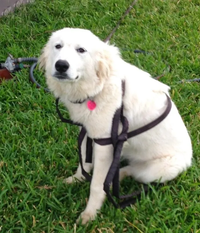 Lgd (livestock Guardian Dog) 0; Wgh (wily Garden Hose) 1