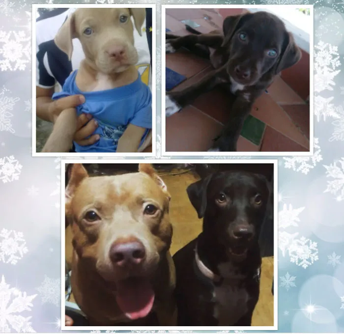 Lex (pitbull) Was The Spoiled Child Until Leah (our Adopted Baby) Came Along, Now They Are Inseparable :)