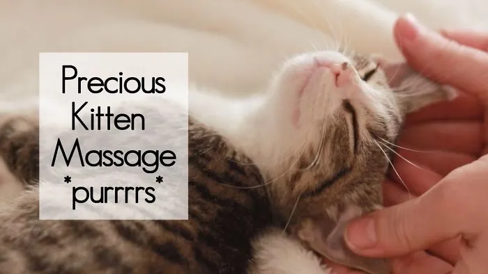 Street Kitten Finds A Life Of Luxury
