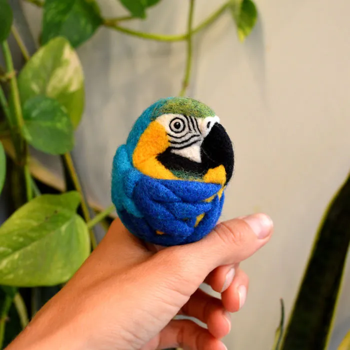 Blue And Gold Macaw
