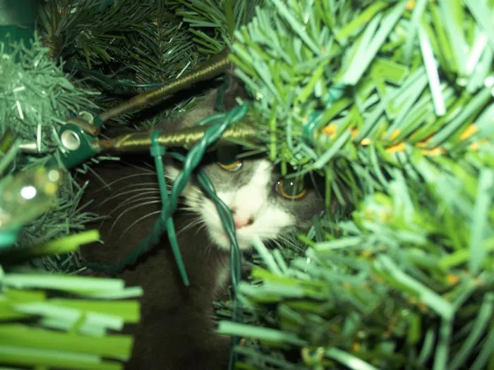 Meowy Christmas!!!