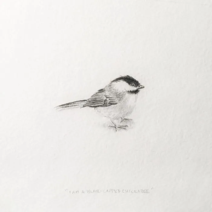 I Am A Black-capped Chickadee