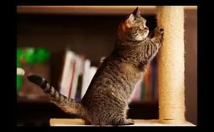 Munchkin Cat Breed
