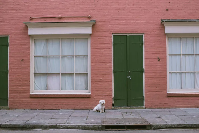 I'm Looping The Usa With A Teacup Wolfhound