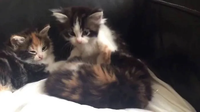 Stop Feral Kitten Fighting Now!