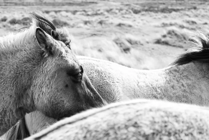 Animals Look At You - Look At Them Too!