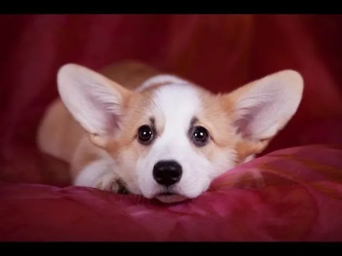Welsh Corgi