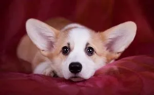 Welsh Corgi