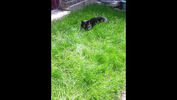 Cat Freak Out