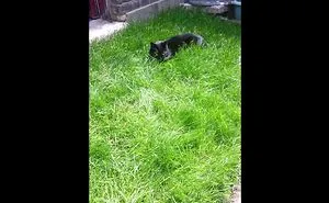 Cat Freak Out