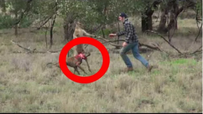 Watch Kangaroo Grabs A Dog In A Headlock Before The Pooch's Owner Comes To His Rescue By Punching 😥
