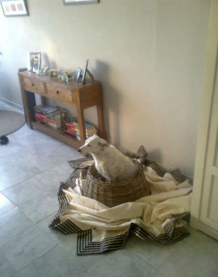 Dog sitting in a woven basket surrounded by blankets, designed to protect Christmas trees from pets.