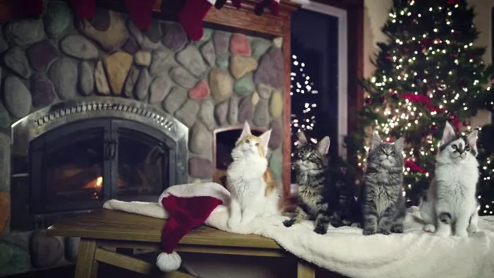 Xmas Kittens!