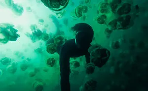 This Eerie Lake Filled With Jellyfish Should Not Exist.