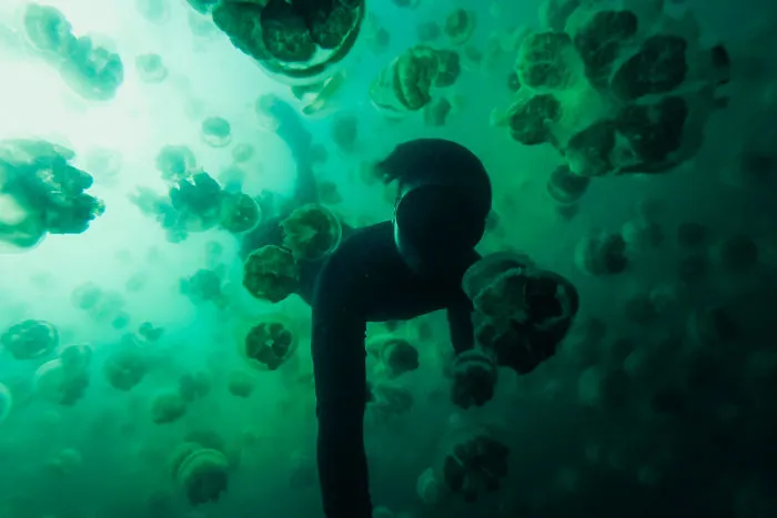 This Eerie Lake Filled With Jellyfish Should Not Exist.