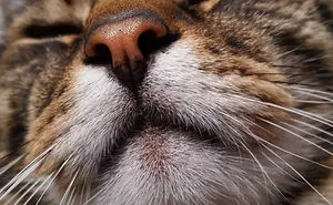 This Fat Nihilist Cat Wants You To Rethink Your Life