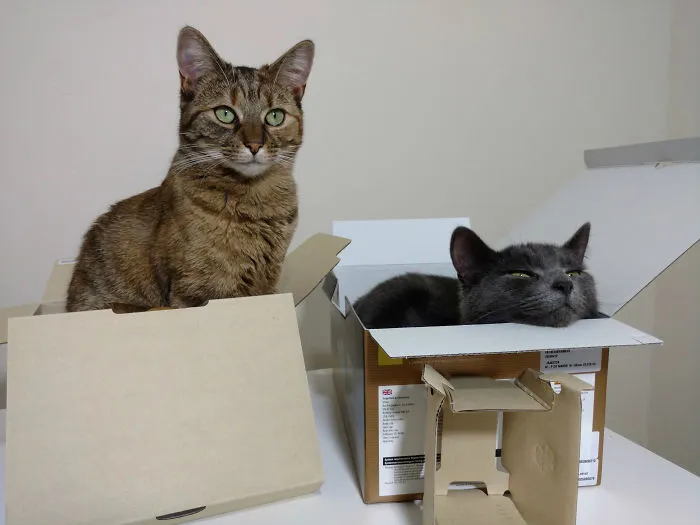 Unboxing… Not So Easy With Cats
