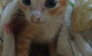 Meet Daisy, The Sweet Little Princess