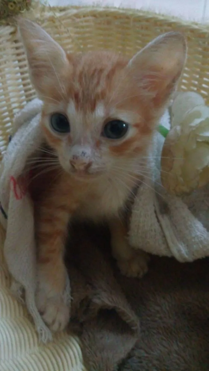 Meet Daisy, The Sweet Little Princess