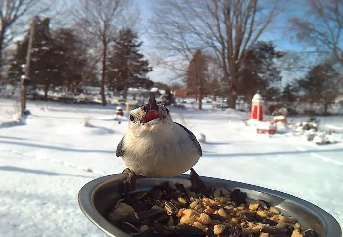 Woman Feeds Birds To Capture Stunning Close-Up Pics While They Eat