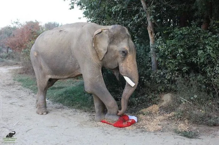 Jingle All The Way!
mohan Elephant Celebrates His First Christmas With Wildlife Sos
