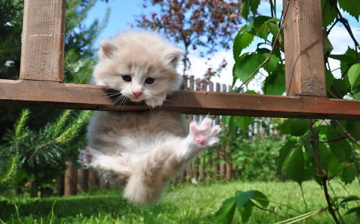 30 Ninja Cats - Masters Of Ninjutsu