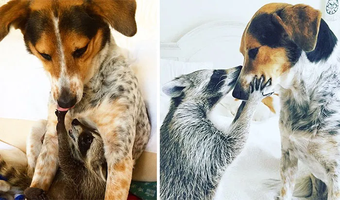 Oreo And Pumpkin Always Had A Special Bond