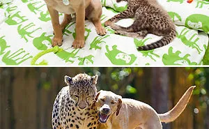 50 Before & After Pics Of Animals Growing Up Together
