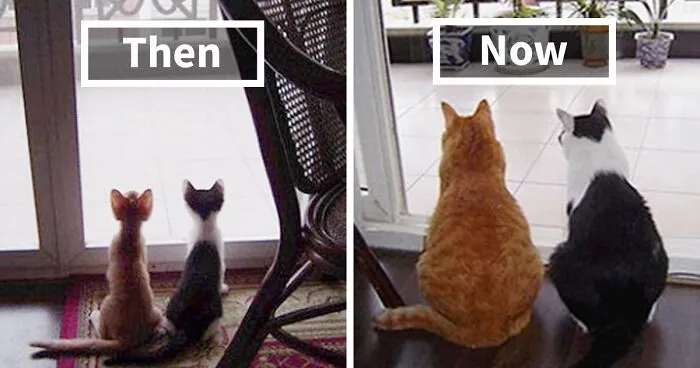 50 Before & After Pics Of Animals Growing Up Together