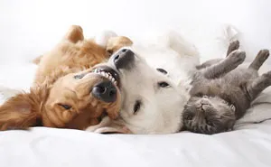 Squad Goals