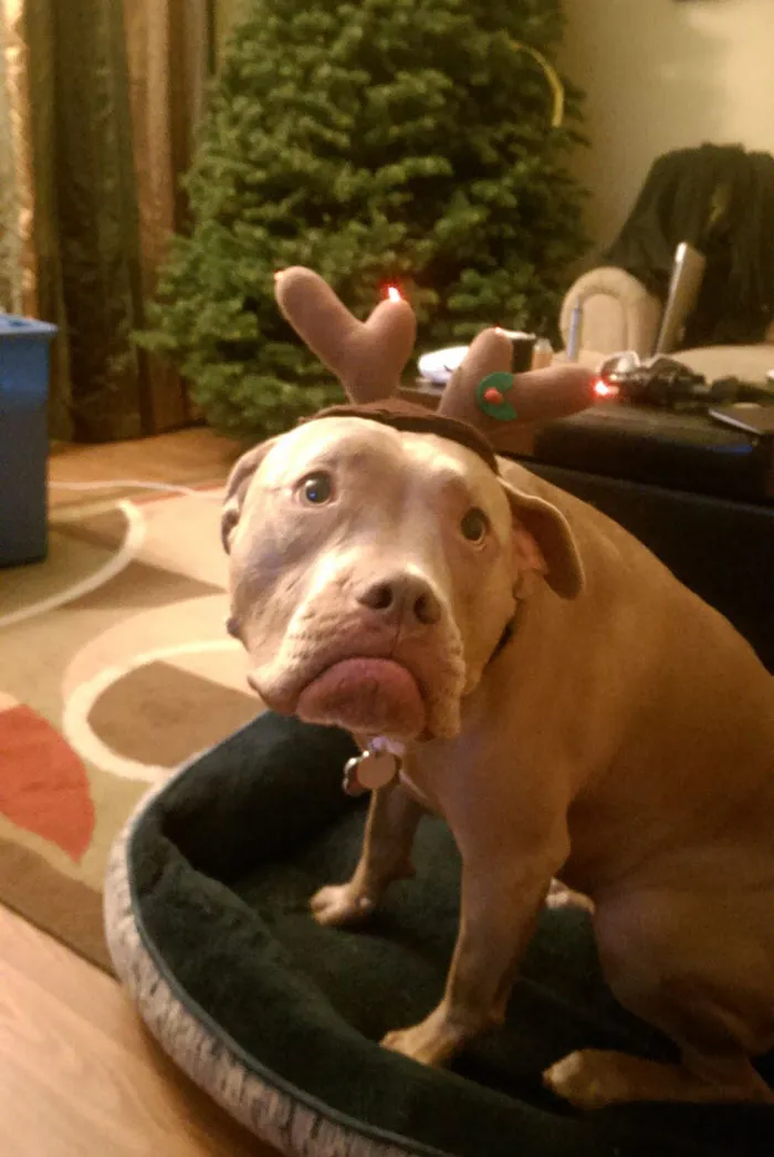 Dressing Up For Christmas Photos Is Just As Embarrassing For Dogs As It Is For Kids