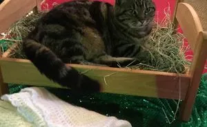 40 Pets That Hate Christmas More Than Anything