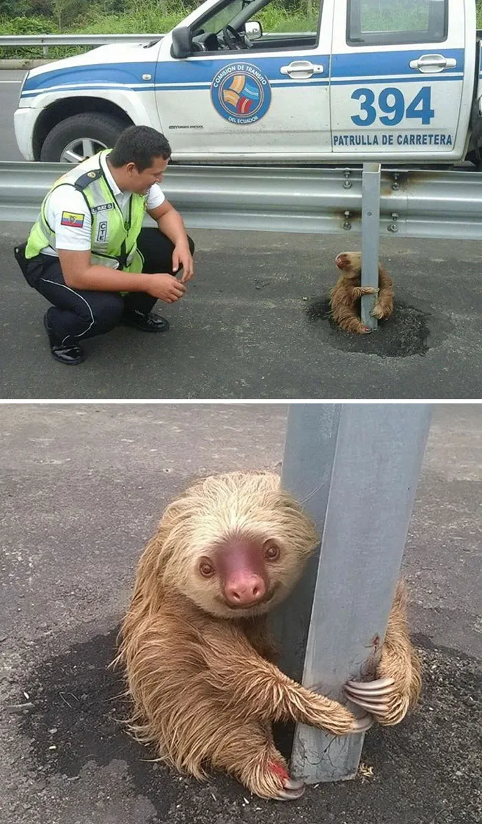 Cop Saves Tiny Terrified Sloth Stuck On A Highway