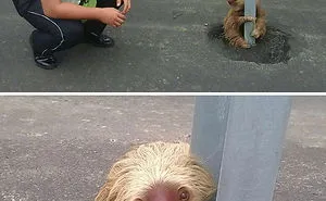 159 Animal Stories That Restored Our Faith In Humanity In 2016