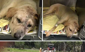 159 Animal Stories That Restored Our Faith In Humanity In 2016