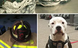 159 Animal Stories That Restored Our Faith In Humanity In 2016