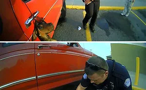 159 Animal Stories That Restored Our Faith In Humanity In 2016