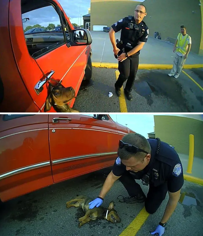 Cops See A Dog Hanging By Leash From A Car Window, Stop To Help Him