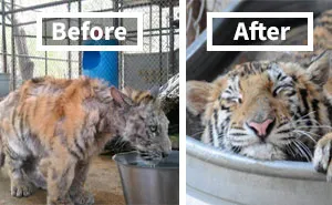 159 Animal Stories That Restored Our Faith In Humanity In 2016